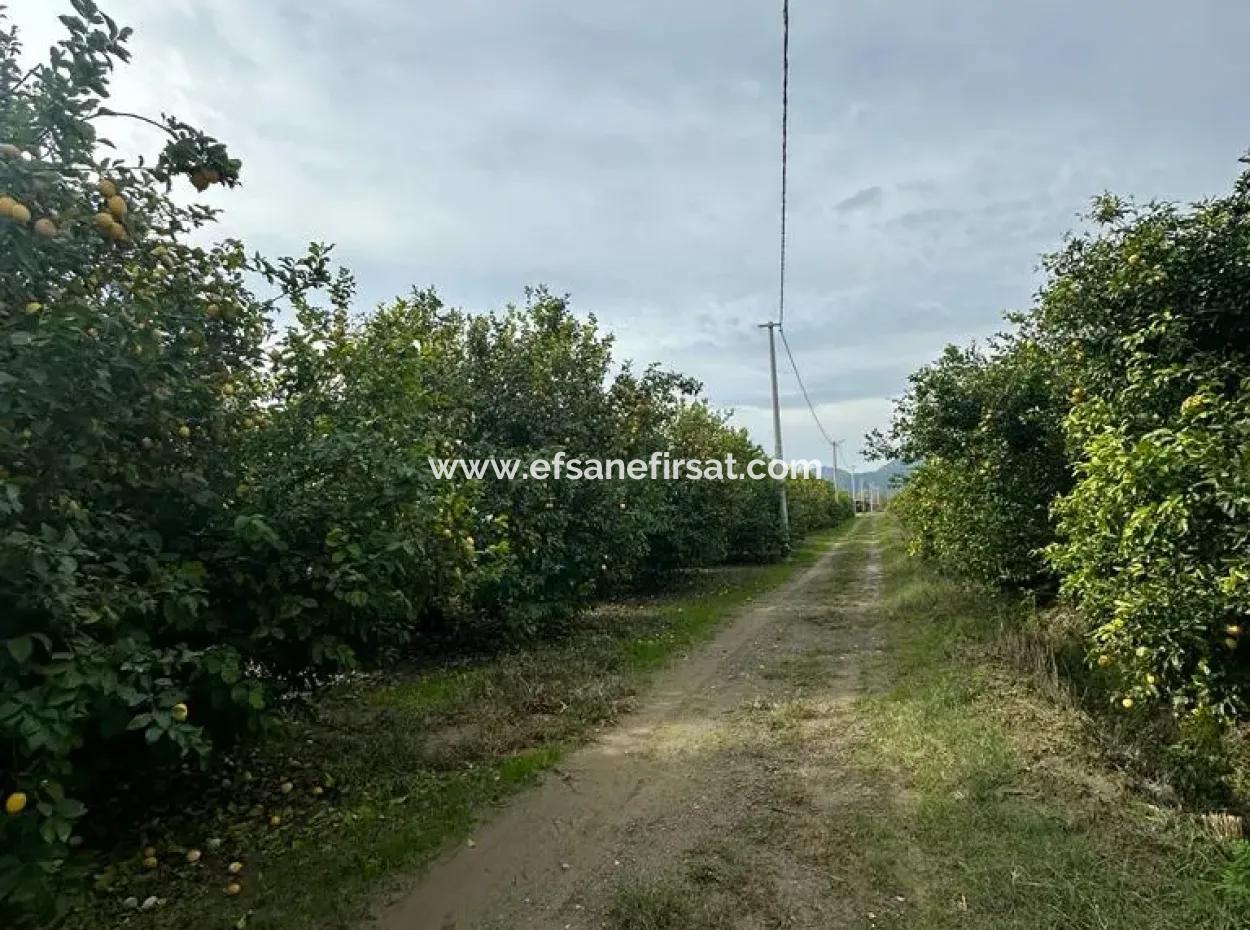18 Hektar Land Zum Verkauf In Muğla Ortaca Akıncı