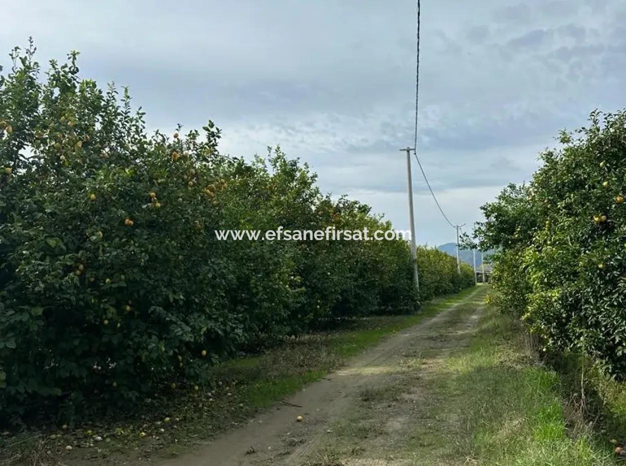 18 Hektar Land Zum Verkauf In Muğla Ortaca Akıncı