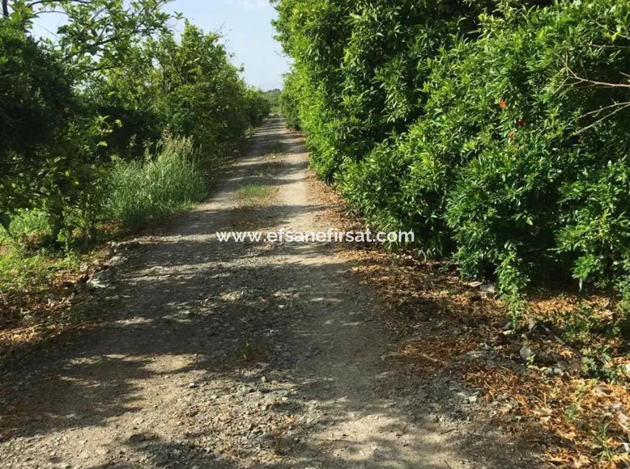 Muğla Ortaca Okçularda Unmöbliert Zu Vermieten 2 1 Garten Dorf Haus