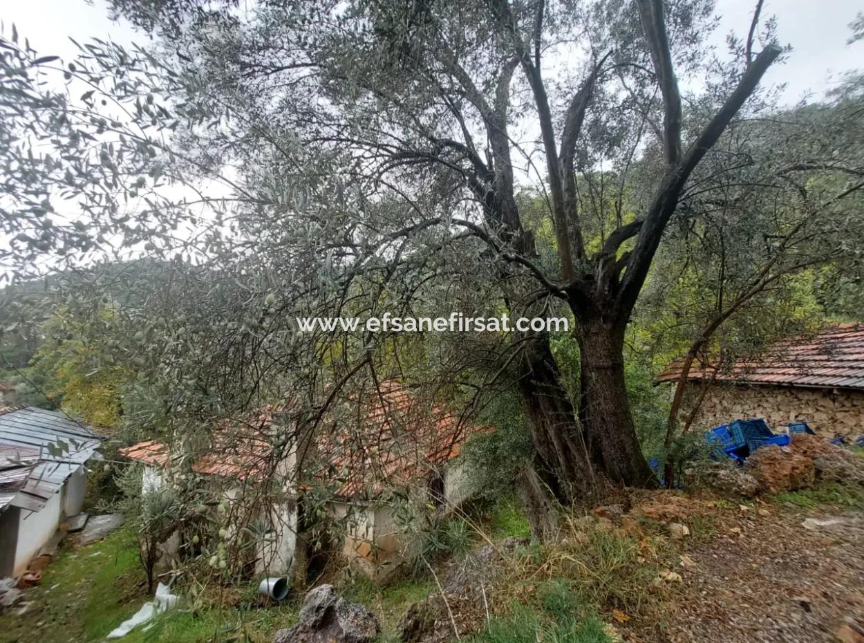 Dorfhaus Mit Eigentumsurkunde Zum Verkauf In Der Natur In Muğla Fethiye İnlice