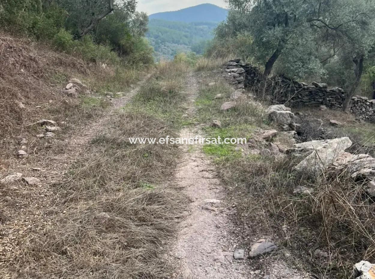 1.025 M2 Qualifiziertes Olivenhain-Land In Muğla Milas Çakıralan Steht Zum Verkauf