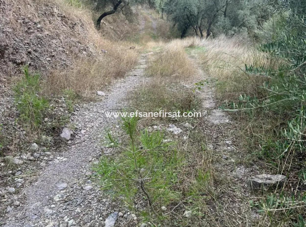 1.025 M2 Qualifiziertes Olivenhain-Land In Muğla Milas Çakıralan Steht Zum Verkauf