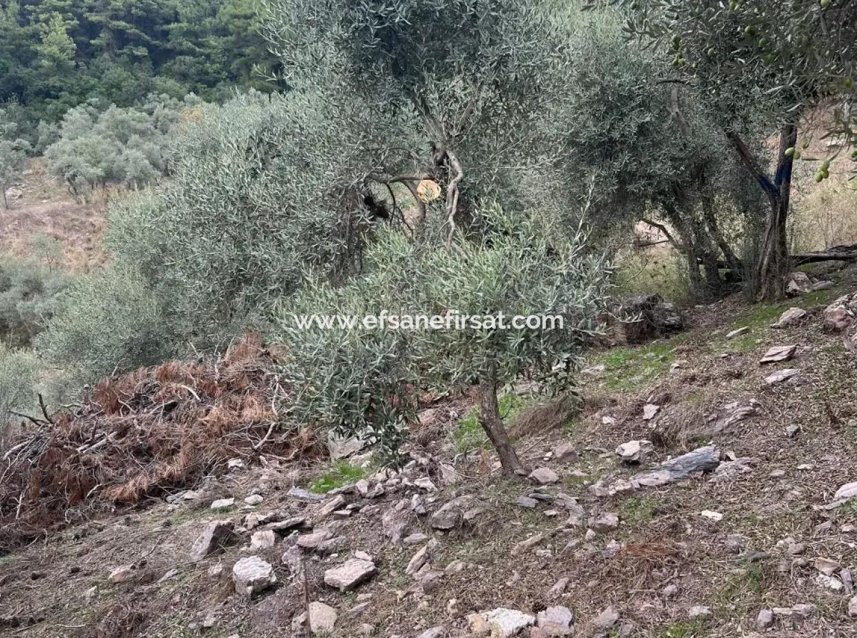1.025 M2 Qualifiziertes Olivenhain-Land In Muğla Milas Çakıralan Steht Zum Verkauf