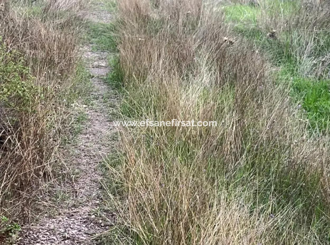 1.025 M2 Qualifiziertes Olivenhain-Land In Muğla Milas Çakıralan Steht Zum Verkauf