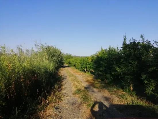 Garten Zum Verkauf In Oriya Tepearasi