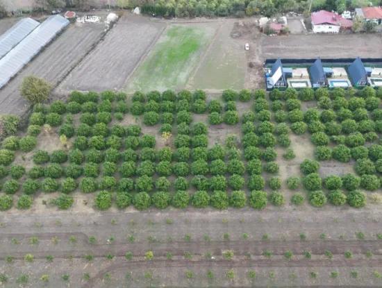 9750 M2 Grundstück Zum Verkauf In Ortaca Okçular Bebauungsplan, Geeignet Für Investitionen