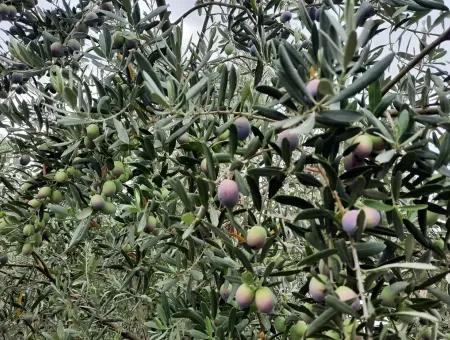 Land Mit Seeblick Zum Verkauf In Köycee'iz Zeytin Bereich