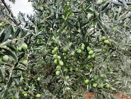 Land Mit Seeblick Zum Verkauf In Köycee'iz Zeytin Bereich