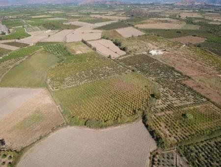 Freistehende Fruchtbare Schnäppchen Land Zum Verkauf In Ortaca Mergenli