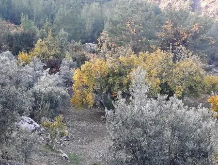 Mugla Dalaman Narli 1800 M2 Schnäppchen Land Zu Verkaufen