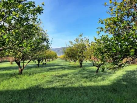 10 000 M2 Freistehender Zitronengarten Zum Verkauf In Ortaca Dalaklı