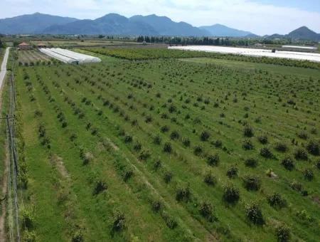 Oriya 26700 M2 Großen, Angelegten Garten Zitrone Eskiköy Auch Zum Verkauf