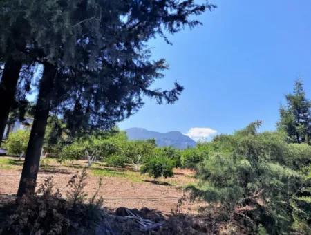 Citrus Garten Freistehendes Land Zum Verkauf In Mugla Dalyan 3000 M2