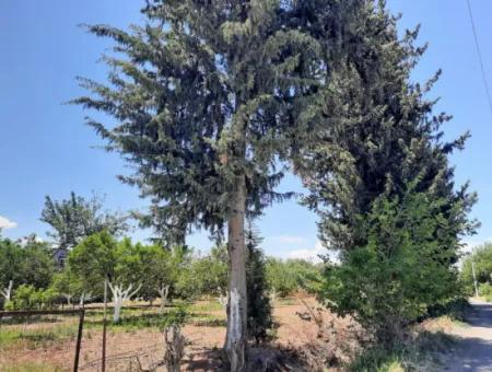 Citrus Garten Freistehendes Land Zum Verkauf In Mugla Dalyan 3000 M2