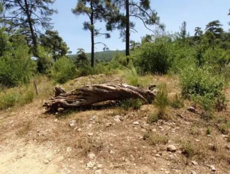 3031 M2 Freistehendes Feld Zu Verkaufen In Mugla Mentese Denizova