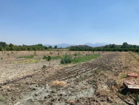 7300 M2 Zitronenfeld Zum Verkauf In Mugla Ortaca Tepearasi