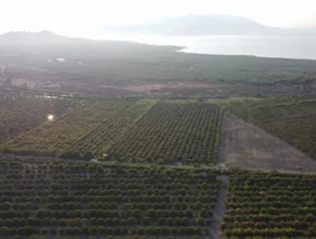 Granatapfelgarten Zum Verkauf In Mugla Ortaca Tepearasi