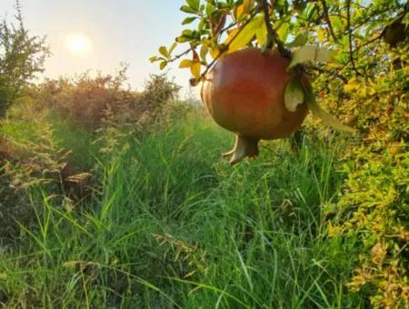 Granatapfelgarten Zum Verkauf In Mugla Ortaca Tepearasi