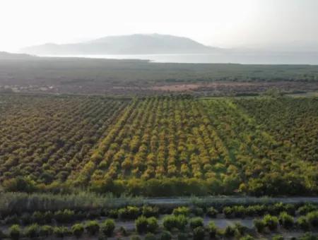 Granatapfelgarten Zum Verkauf In Mugla Ortaca Tepearasi