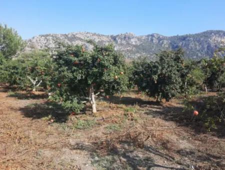 Mugla Ortaca Dalyanda 7520 M2 Maniced Freistehender Granatapfelgarten Zu Verkaufen