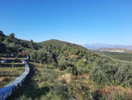 Olivenhain Mit Blick Auf Das Meer Und Die Natur In Ortaca Fevziye Zu Verkaufen
