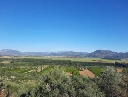 Olivenhain Mit Blick Auf Das Meer Und Die Natur In Ortaca Fevziye Zu Verkaufen