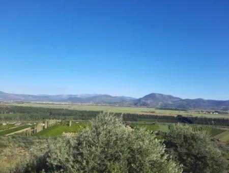 Olivenhain Mit Blick Auf Das Meer Und Die Natur In Ortaca Fevziye Zu Verkaufen