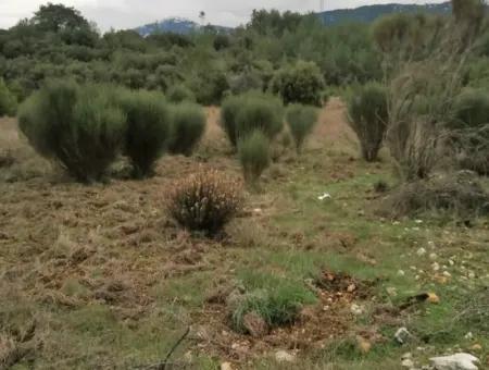 30949 M2 Fruchtbares Feld Zu Verkaufen In Mugla Dalaman Gürleyik