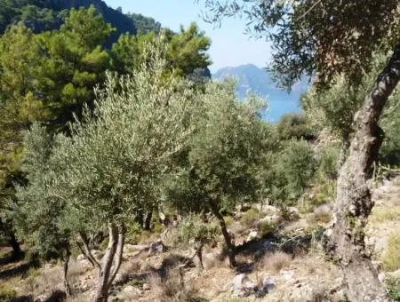 Olivenhain Mit Meerblick Zum Verkauf In Köyceğiz Ekincik