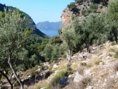 Olivenhain Mit Meerblick Zum Verkauf In Köyceğiz Ekincik