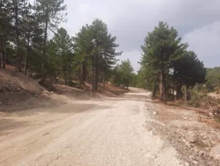 6 230 M2 Fruchtbares Land Zur Miete In Çameli Cumaalanı