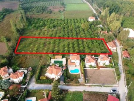 Muğla Ortaca Marmarlıda 4.000 M2 Zitronengarten 5 Jahre Vermietung