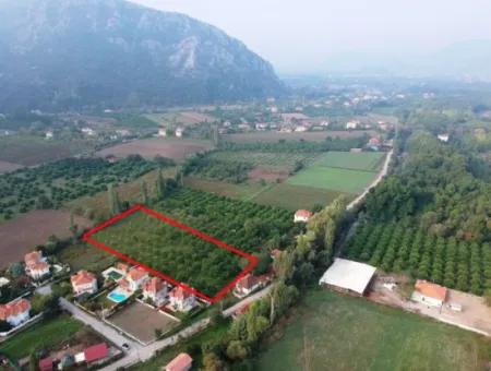 Muğla Ortaca Marmarlıda 4.000 M2 Zitronengarten 5 Jahre Vermietung