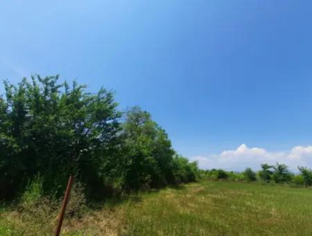 15 600 M2 Zitronengarten Zum Verkauf In Muğla Güzelyurt