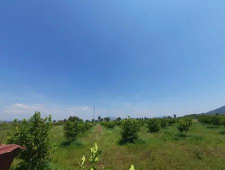 15 600 M2 Zitronengarten Zum Verkauf In Muğla Güzelyurt