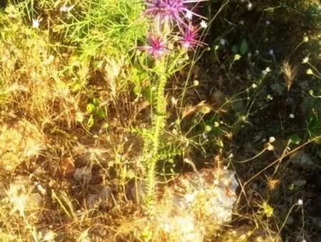 Grundstück Mit Meerblick Zum Verkauf In Boğaziçi Seydikemer