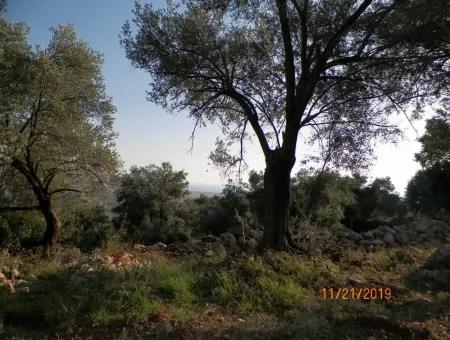 Fevziye Grundstücke Zum Verkauf Mit Meerblick