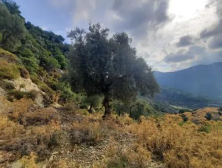 Muğla Dalyan Gökbelde 7 270 M2 Freistehende Eigentumsurkunde Land Mit Meer- Und Seeblick Zum Verkauf