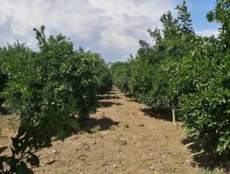 Bauernhof Zum Verkauf In Köyceğiz Beyoba Schnäppchen