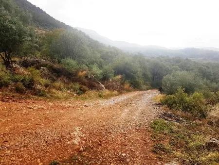 Wildblumen Zum Verkauf An Schnäppchen Göcek Inlice