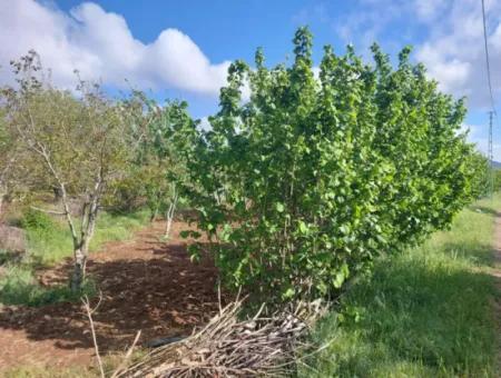 1000 M2 Grundstück In Çameli Kızılyaka, Zum Verkauf Oder Tausch Für 2 1 Wohnungen In Ortaca