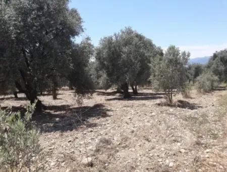 Dorfhaus Mit Seeblick Und Olivenhain Land Zum Verkauf In Köyceğiz Çandır, Muğla