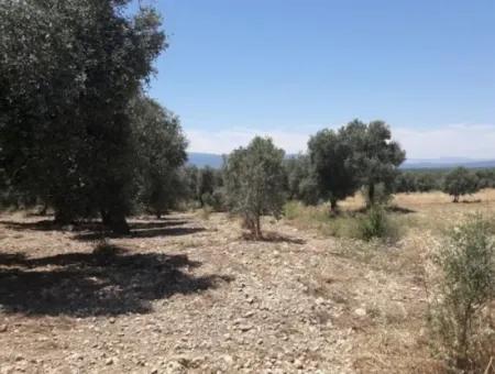 Dorfhaus Mit Seeblick Und Olivenhain Land Zum Verkauf In Köyceğiz Çandır, Muğla