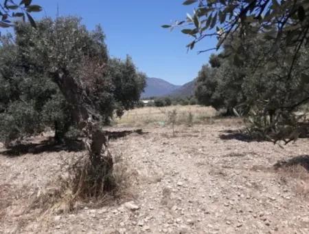 Dorfhaus Mit Seeblick Und Olivenhain Land Zum Verkauf In Köyceğiz Çandır, Muğla
