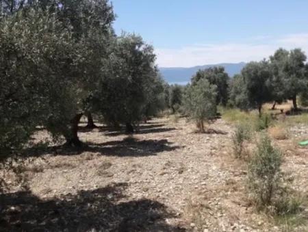 Dorfhaus Mit Seeblick Und Olivenhain Land Zum Verkauf In Köyceğiz Çandır, Muğla