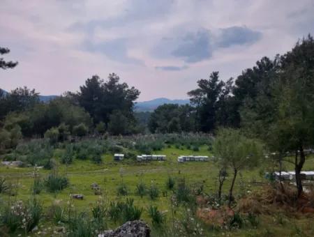 3.500 M2 Freistehendes Grundstück Mit Meerblick Zum Verkauf In Dalaman Gürköy
