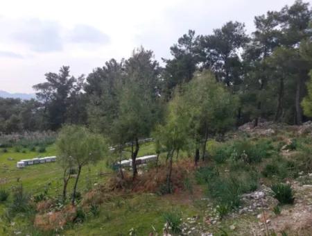 3.500 M2 Freistehendes Grundstück Mit Meerblick Zum Verkauf In Dalaman Gürköy