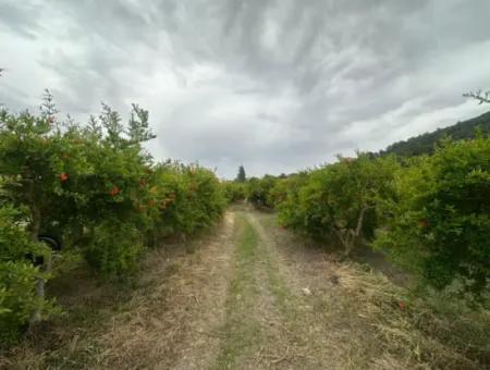 6.250 M² Gepflegter Schnäppchen-Granatapfelgarten Zum Verkauf In Dalyan, Muğla