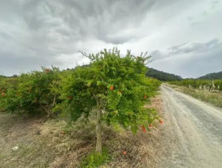 6.250 M² Gepflegter Schnäppchen-Granatapfelgarten Zum Verkauf In Dalyan, Muğla