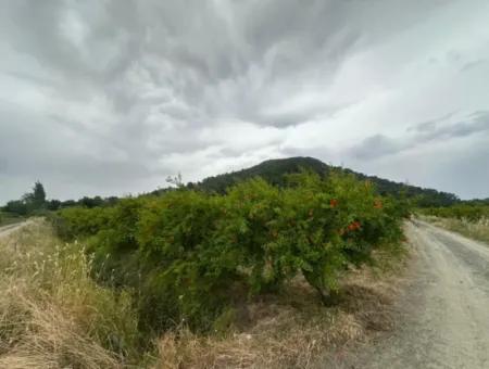 6.250 M² Gepflegter Schnäppchen-Granatapfelgarten Zum Verkauf In Dalyan, Muğla